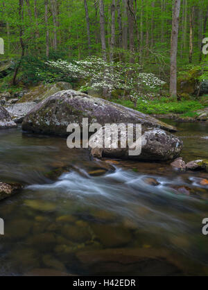 Great-Smoky-Mountains-Nationalpark, Tennessee: blühende Hartriegel auf dem mittleren Stift Flüsschen im Frühjahr Stockfoto