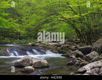 Great-Smoky-Mountains-Nationalpark, Tennessee: Mittlere Zinke Little River im zeitigen Frühjahr, in der Nähe von Tremont Stockfoto