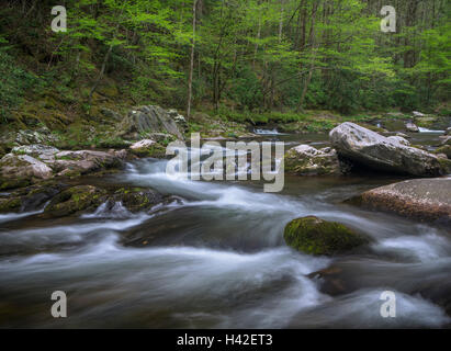 Great-Smoky-Mountains-Nationalpark, Tennessee: Mittlere Zinke Little River im zeitigen Frühjahr, in der Nähe von Tremont Stockfoto