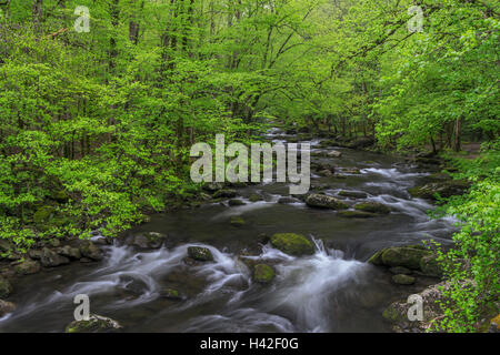 Great-Smoky-Mountains-Nationalpark, Tennessee: Mittlere Zinke Little River im zeitigen Frühjahr, in der Nähe von Tremont Stockfoto