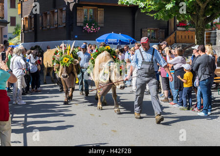 Alpabzug, eine traditionelle alpine Transhumanz Almabtrieb im Herbst, durch den Schweizer Dorf Isenthal, Kanton Uri, Schweiz. Stockfoto