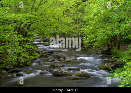 Great-Smoky-Mountains-Nationalpark, Tennessee: Mittlere Zinke Little River im zeitigen Frühjahr, in der Nähe von Tremont Stockfoto