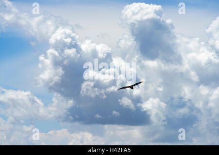 Kalifornien-Kondor (Gymnogyps Californianus), Zion National Park, befindet sich im Südwesten der Vereinigten Staaten, in der Nähe von Springdale, Utah Stockfoto