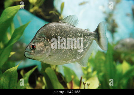 Violette Linie Piranha (Serrasalmus Geryi), Brasilien Stockfoto