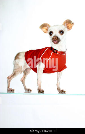 Chihuahua, Shirt, Serie, Haustier, Runde Hund, kleiner Hund, Rasse Hund, Hund, klein, ängstlich, niedlich, Hund Mode Hund Kleidung, Hemd, Pullover, Hund Schäferhund, Hund Shirt wenig, lustig, klug, Studio, Farbstimmung rot-weiß, Stockfoto
