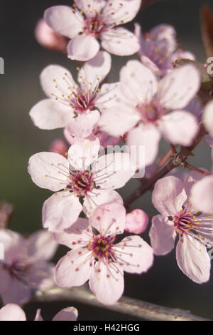 Cherry Plum, Prunus Cerasifera Nigra, Detail, Zweig, Blüten, Baum, türkische Kirsche, wilde Pflaumenbaum, wilden Pflaumen, Obst, Blüte, Blüte, Pflanze, Nutzpflanze, Obst Wald, Obstbaum, Blut-Pflaume, Kirsche, Pflaume, Myrobalane, Plum Blossom, weiß, Saison Stockfoto