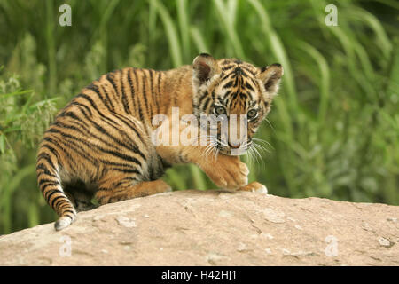 Zoo, Galle, Sumatra-Tiger, Panthera Tigris Sumatrae, Jungtier, nicht frei für Kalender mk/Rb Tierpark, Gehäuse, Tiere, Tier, Wildtiere, Wildtier, Säugetiere, Säugetier, Raubtiere, Raubtier, große Katzen, große Katze, Großkatzen, große Katze, Tiger, Neo Stockfoto