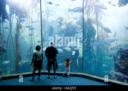 Südafrika, Western Cape, Kapstadt, Victoria und Alfred Waterfront, Two Oceans Aquarium Wasser Becken, Besucher, Rückansicht, Stockfoto