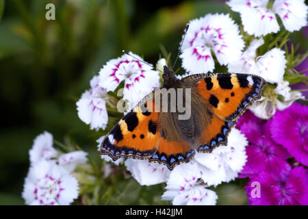 Bart-Nelke, Blüten, Schmetterling, Stockfoto