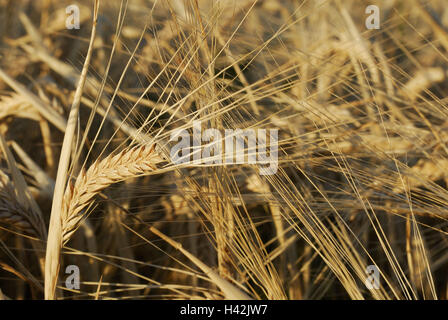 Getreide, Gerste, Hordeum spec, Ohren, Sommer, mittlere close-up, Stockfoto