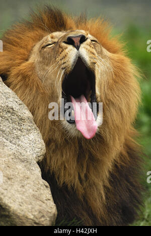 Lion, Panthera Leo, Gähnen, Porträt, Stockfoto