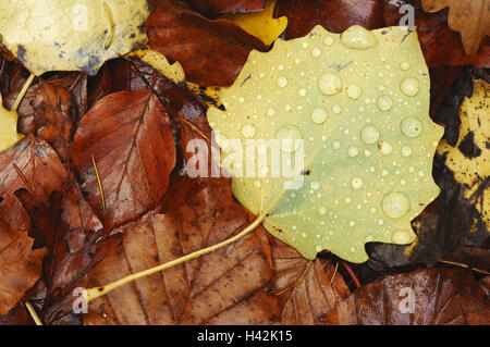 Boden, Herbstlaub, nass, Wassertropfen, close-up, Stockfoto