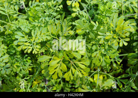 Blaue Rue, Ruta Graveolens, Stockfoto