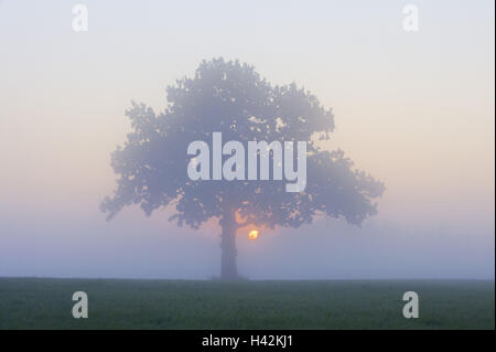 Baum, Nebel, Sonnenaufgang, Stieleiche, Stockfoto