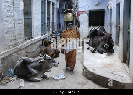 Lane, Varanasi, Uttar Pradesh, Indien Mann, Kühe, Stockfoto