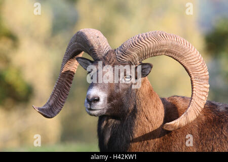 Europäischer Mufflon Ovis Ammon Musimon, Porträt, Tierwelt, Wildlife, Wald, Tiere, Wildtiere, Großwild, Haar-Spiel, Spiel, Spiel, Wiederkäuer, individuell, schälen nur, Tiere, Säugetiere, Klauentiere, gehörnten Huftiere, Schafe, wilde Schafe, Hörner, Gehoern, Voltigieren, Pferd, Schafbock, Widder, Mufflonwidder, männlichen, kleine Männer, Tier Portrait Stockfoto