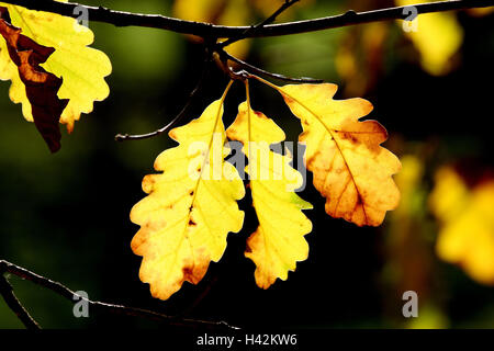 Stieleiche, Quercus Robur, Detail, Zweig, Blätter, Herbst, Pflanzen, Laubbäume, Bäume, Laub, Herbstlaub, Eiche, Sommer-Eiche, Stieleiche, Eichenlaub, bunt, Herbst Färbung, herbstliche, übertragen Licht, Sonnenlicht, gelbe, mittelgroße Nahaufnahme, Saison, Natur, draußen, Stockfoto