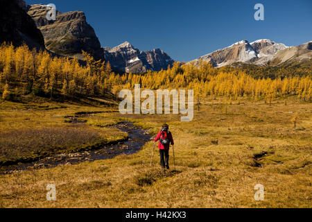 Alberta, Mount Assiniboine Provincial Park, Bach, Wanderer, Rückansicht, Herbst, Landschaft, Herbstlandschaft, Berg-Landschaft, Berge, Berge, Gipfel, Bergpanorama, Ausflug, Person, Urlauber, Mann, einzigen, Tourist, trekking, Wandern, Rucksack, Böden, Spaziergang, Wasser, Wasser, Wasserlauf, Bachlauf, gelb, Wandern, Natur, Holz, Lärchen, Herbst Färbung, herbstliche, Raum, kopieren Stockfoto