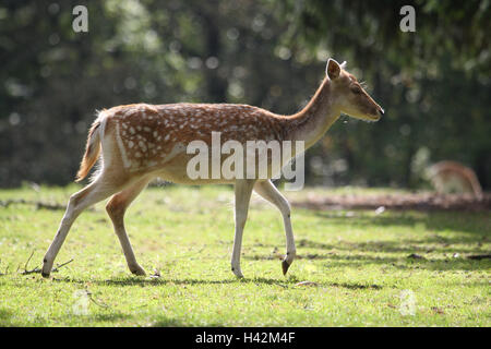 Rand des Waldes, europäischen Damhirsch, Dama Dama Dama, Wiese, Stockfoto