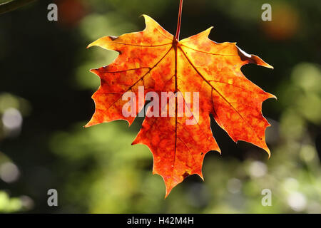 Spitzahorn, Acer Platanoides, Detail, Blätter, Herbst, Stockfoto