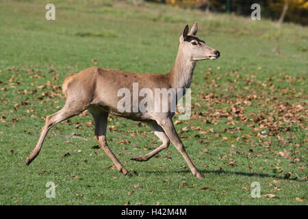 Rand des Waldes, Rotwild, Hind, Cervus Elaphus, Run, Herbst, Wiese, Stockfoto