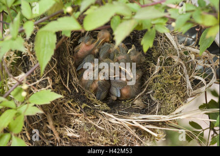 Amsel Nest, Jungtiere, Stockfoto