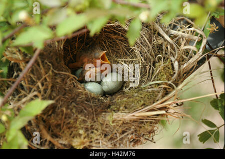 Amsel Nest, Jungtiere, Stockfoto