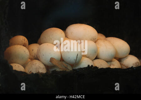 Eiern, Gelege das Salzwasserkrokodil, Stockfoto