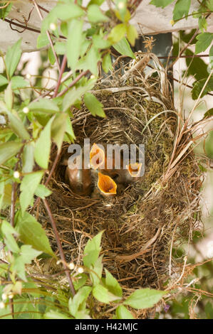 Amsel Nest, Jungtiere, Stockfoto