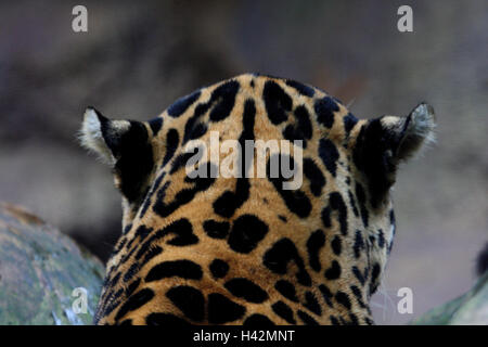 Jaguar, Kopf, Rückansicht, mittlere Nahaufnahme, Detail, Stockfoto