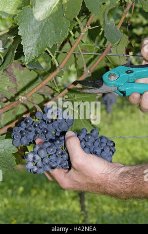 Weinberg, Winzer, Detail, Hände, Trauben, Ernte, Leute, Mann, Weinbauer, Weinreben, Reben, Trauben, blau, Ernte, Wein, Weinbau, Vintage, Önologie, Weinberg, die Pfalz, Weinreben, Bearbeitung, Arbeit, Beruf, im Außenbereich Stockfoto