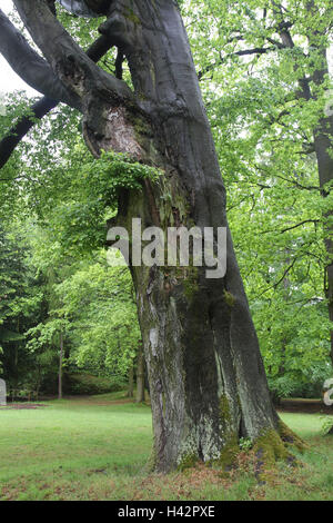 Deutschland, Sächsische Schweiz, Rammenau, Schloss Gebäude, Joh.-Gott.-Fichte-Park, Holz, Stockfoto