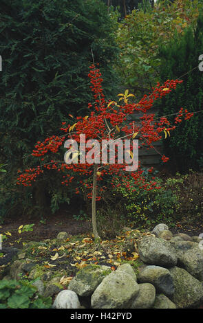 Holz, Strauch, des Priesters GAP, Euonymus Europaeus, Obst, Natur, Pflanze, Botanik, Euonymus, vergiften, Pflanze, giftig, wenig Priester Kap Tonhöhe, Spindel Baum, Spillbaum, Zierstrauch, Baum, kleiner Baum, Herbst, Fruchtstand, Radiant, rot, Stockfoto