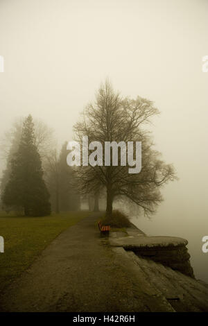 Lakeside, Bäume, neblige Stimmung, Stockfoto