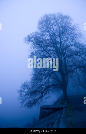 Lakeside, Baum, neblige Stimmung, Stockfoto