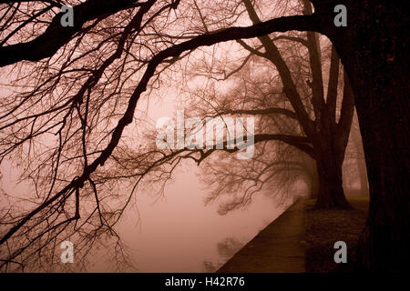 Lakeside, Bäume, neblige Stimmung, Stockfoto