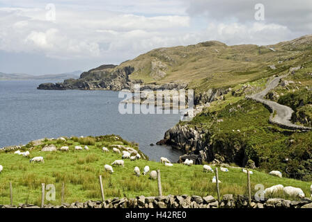 Irland, Munster, Beara Halbinsel, Küstenlandschaft, Meeresbucht, Hügel, Wiesen, Schafe, Landschaft, Küste, Meer, Bucht, Ansicht, Tiere, Herde der Schafe, Herde, grasen, Weiden, Stille, Ruhe, Himmel, Cloudies, Stockfoto