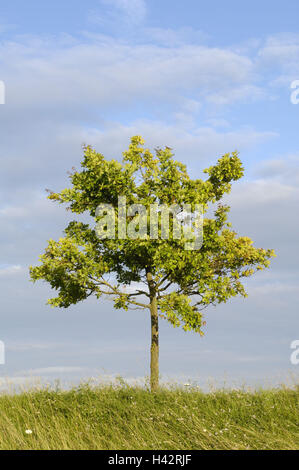 Gemeinsamen Eiche, Quercus Robur, Stockfoto