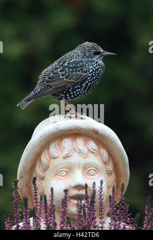 Garten Figur, Glaukom, Sturnus Vulgaris, Tier, wildes Tier, Vogel, Garten, Starling, Etourneau Sansonnet, Ganzkörper, Figur, Heidekraut, Stockfoto