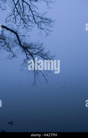 Lakeside, Bäume, neblige Stimmung, Stockfoto