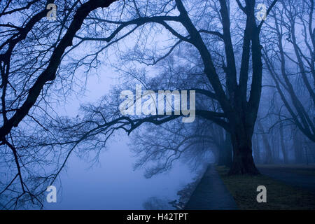 Lakeside, Bäume, neblige Stimmung, Stockfoto