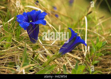 Enzian, Blüten, Stefanova, Nationalpark "Mala Fatra", Provinz Zilina, Slowakei, Stockfoto