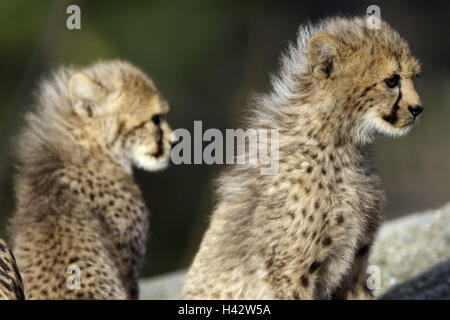 Geparden, Acinonyx Jubatus, Jungtiere, Stockfoto