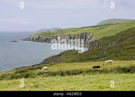 Irland, Munster, Beara Halbinsel, Küstenlandschaft, steile Küste, Wasser, Weiden, Kühe, Landschaft, Blick, Küste, Galle Küste, steil, Stille, Ruhe, menschenleer, Kuhmilch konzentriert, Stockfoto