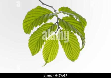 Blätter, Hainbuche, Carpinus Betulus, Stockfoto