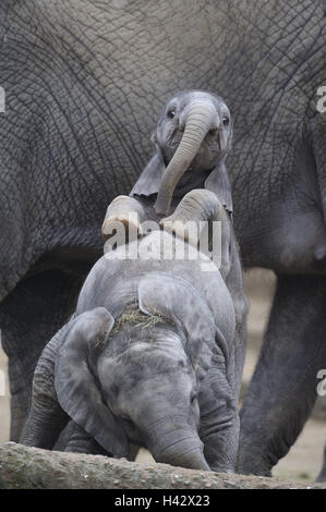 Afrikanische Elefanten, Loxodonta Africana, junge Tiere, spielen, Zoo, Wildpark, Tiere, wilde Tiere, Säugetiere, Bündelfunk Tiere, Dickhäuter, alte Tier, Elefant Kalb, junge, kleine, ausgelassene, zwei, schwärmen, toben, lernen, spielerisch, Verhalten, friendshi Stockfoto