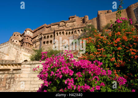 Indien, Rajasthan, Jodhpur, Meherangarh, Festung Comlex, Detail, Trauerweiden, Blüte, Stockfoto