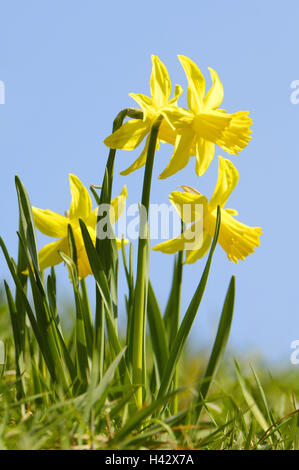 Garten, gelbe Narzissen, Narcissus Pseudonarcissus, Stockfoto