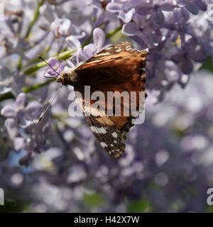 Schmetterling Hautausschlag auf lila Farben. Bestäubern. Schmetterling-Urtikaria. Stockfoto