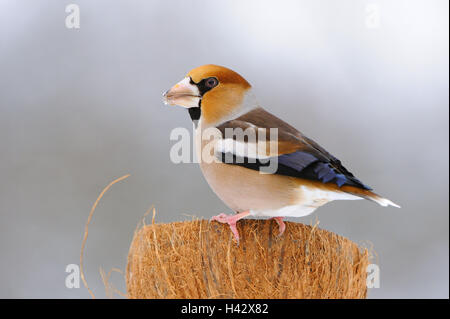 Kernbeißer Coccothraustes Coccothraustes, Fütterung, Boden, Kokosnuss, Winter, Stockfoto